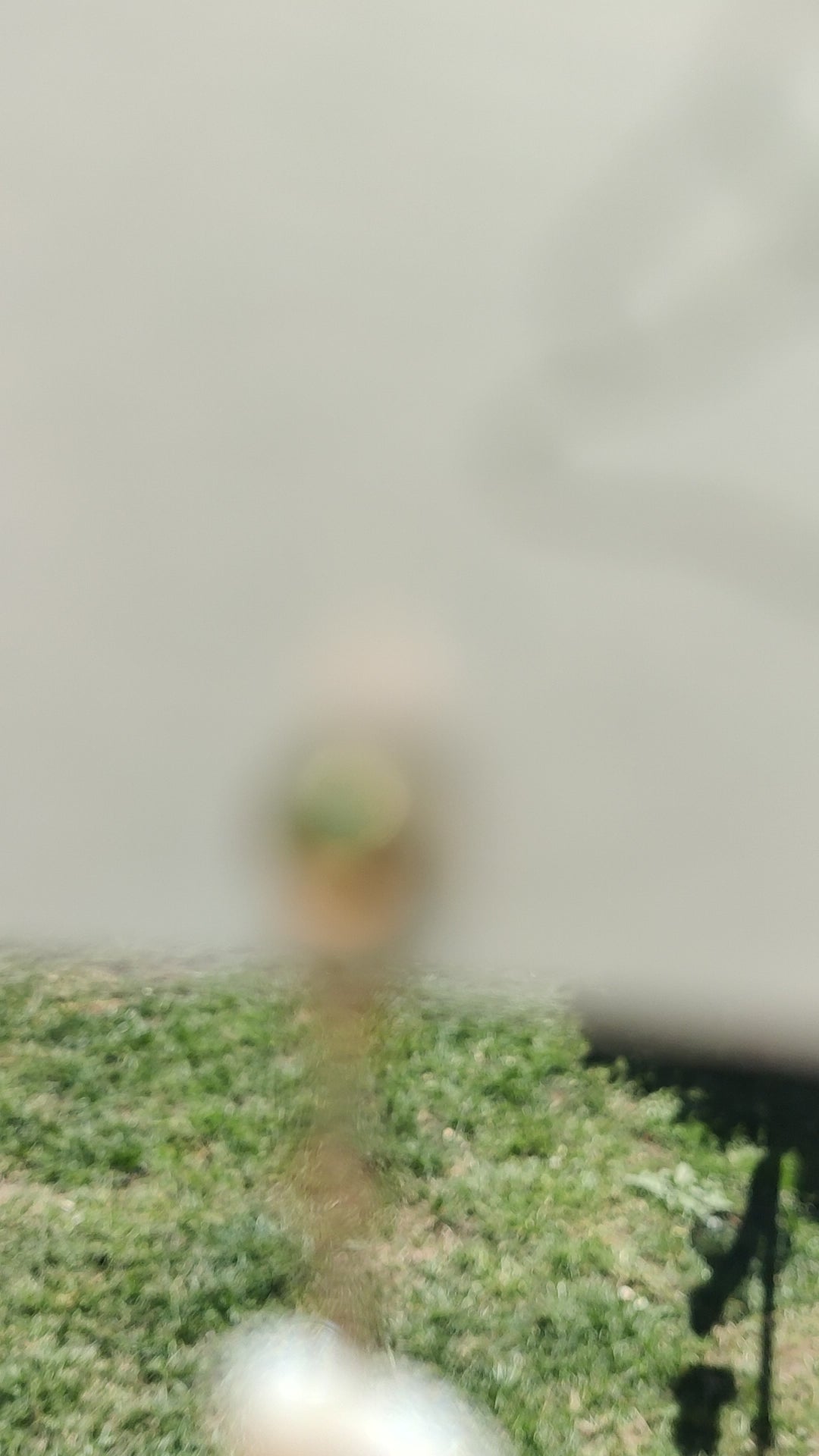 Shore kissed earrings